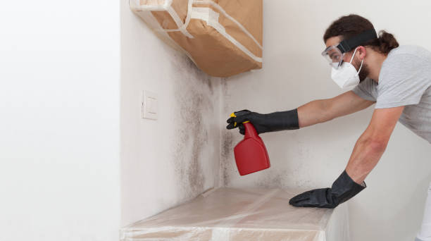 Professional Basement Mold Remediation technician working in Spring City, PA