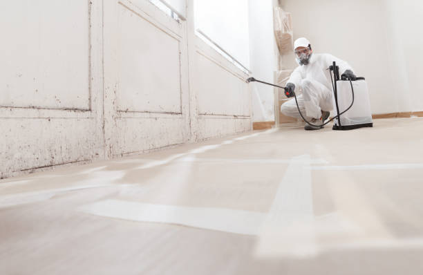 24/7 Emergency Basement Mold Remediation experts in Spring City, PA