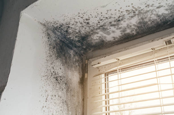 Affordable Basement Mold Remediation solutions in Spring City, PA