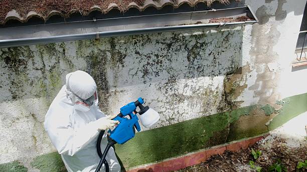 Top rated local Basement Mold Remediation specialists in Spring City, PA